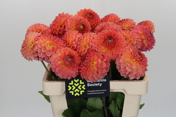 <h4>Dahlia Santa Lucia</h4>
