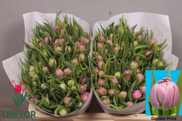 <h4>TU DU DOUBLE PRICE</h4>