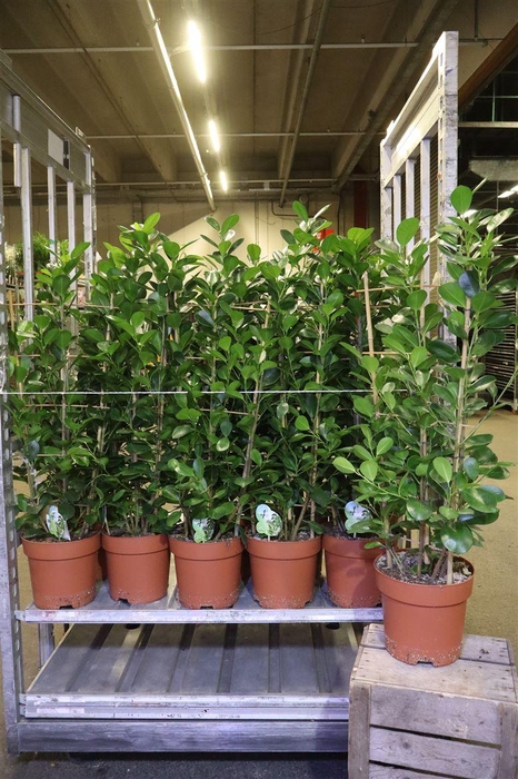 <h4>Fic Mi Moclame</h4>