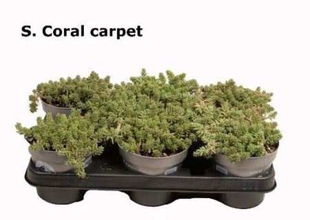 <h4>Sedum Al Coral Carpet</h4>
