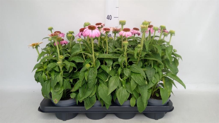 <h4>Echinacea purp.</h4>