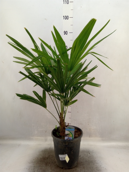 <h4>Trachycarpus fortunei</h4>