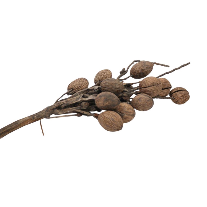 <h4>Branch Coco Finger L75W10H10</h4>