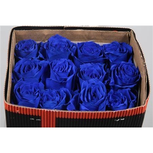 R Gr Blue Ec