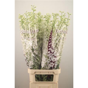 Delph El Dewi Siberia White