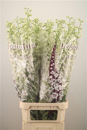 <h4>Delph El Dewi Siberia White</h4>