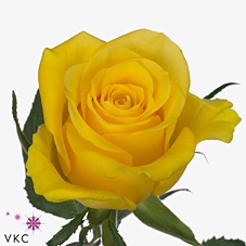 Rosa large moonwalk