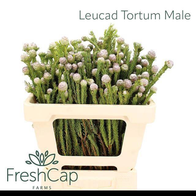 <h4>LEUCAD LINIFOLIUM</h4>