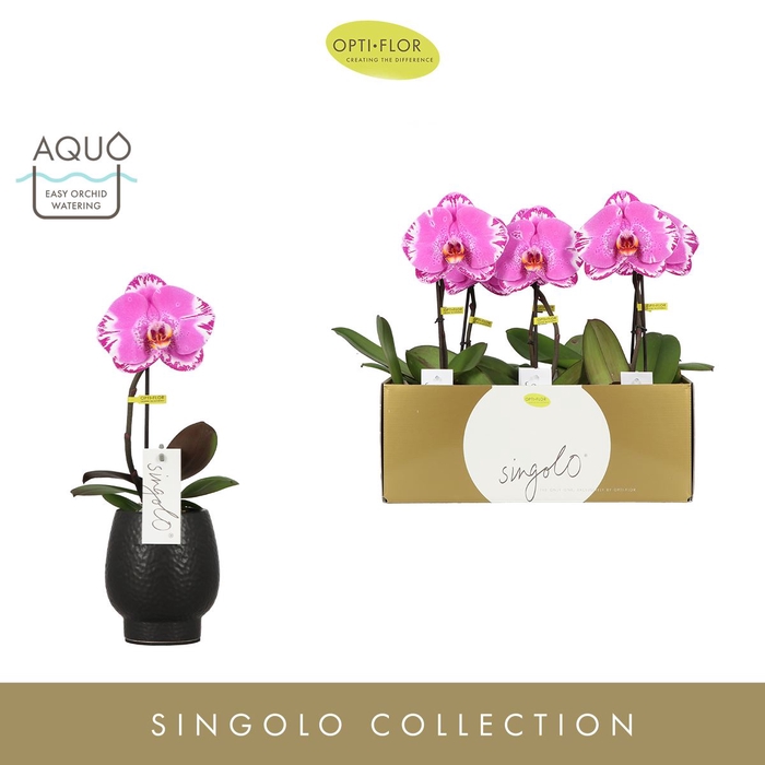 Phalaenopsis overig