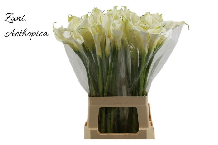 <h4>ZANT AETHIOPICA OV</h4>