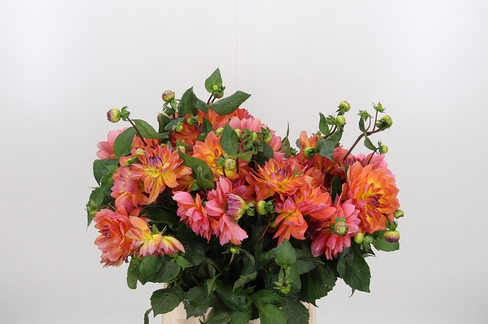 <h4>Dahlia Overig</h4>