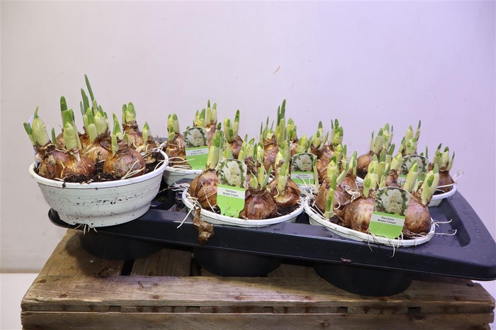 <h4>Narc D Bridal Crown</h4>