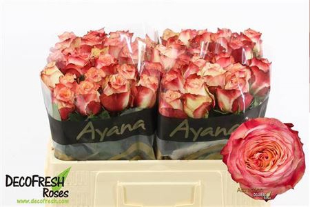 <h4>R Gr Ayana</h4>