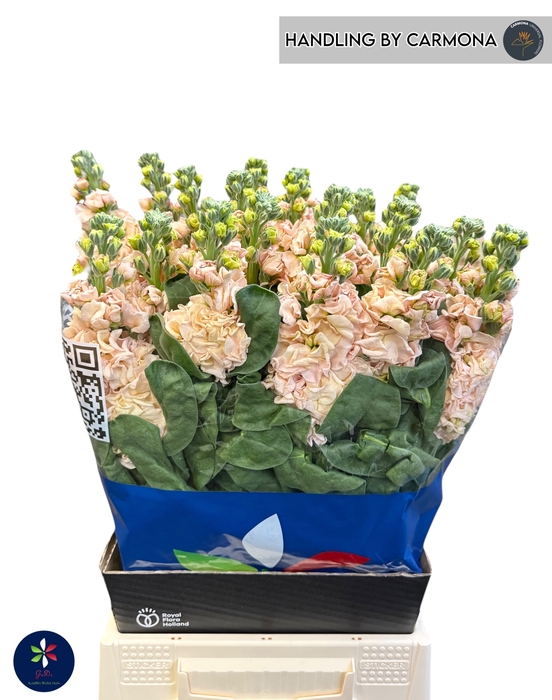<h4>MATTH IRON APRICOT</h4>