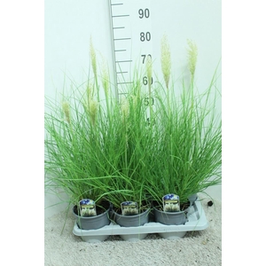 Cortaderia selloana Tiny Pampa P17 potgekweekt