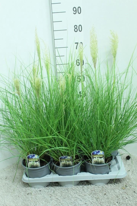 <h4>Cortaderia selloana Tiny Pampa P17 potgekweekt</h4>