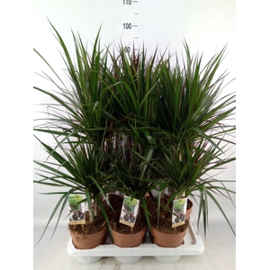 Dracaena   ...mix