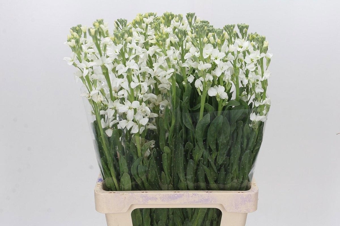 <h4>MATTH LUCINDA WHITE</h4>