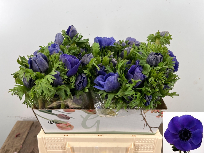 <h4>ANEM CO MAR BLUE</h4>