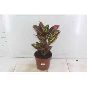 CROTON HIBRIDO PETRA P17