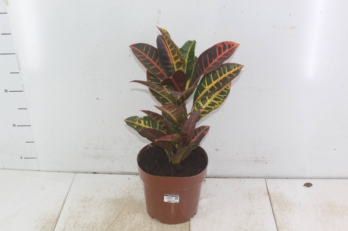 <h4>CROTON HIBRIDO PETRA P17</h4>