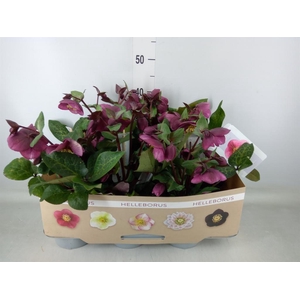 Helleborus  'Fkiss Charmer'