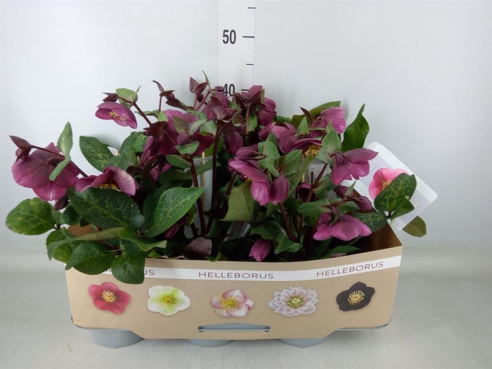 <h4>Helleborus  'Fkiss Charmer'</h4>