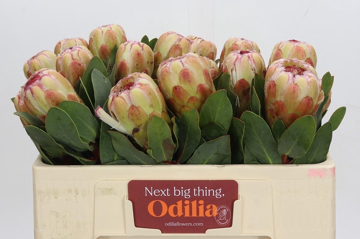 <h4>Protea Grandicolor</h4>
