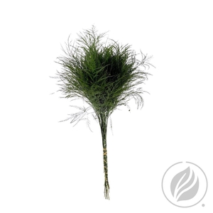 Treefern Intragreens