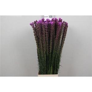 Liatris Callilepis