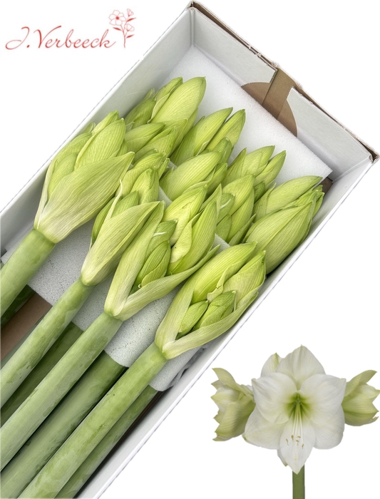 <h4>HIPP GA CASABLANCA</h4>