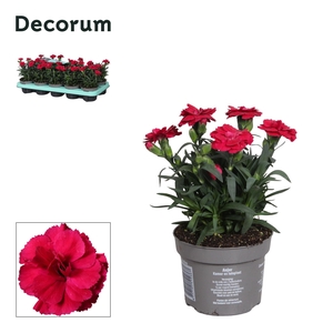 Dianthus - 10,5 cm - Oscar Cherry - Decorum