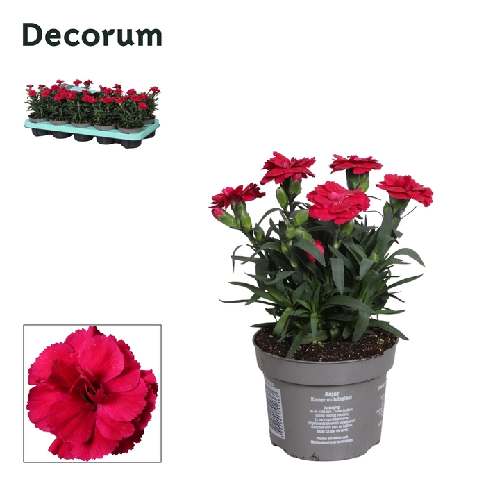 <h4>Dianthus - 10,5 cm - Oscar Cherry - Decorum</h4>