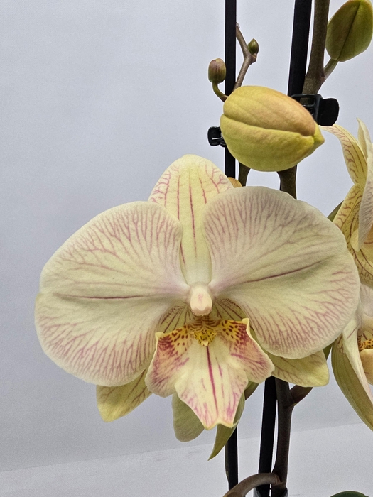 <h4>Limited 37 week 9</h4>