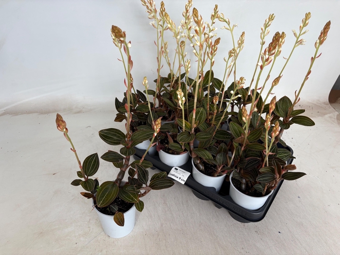 <h4>LUD DISCOLOR</h4>