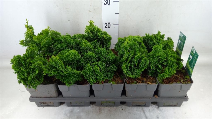 <h4>Chamaecyparis obt. 'Nana Gracilis'</h4>