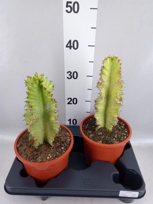 <h4>Euphorbia ingens 'Variegata'</h4>