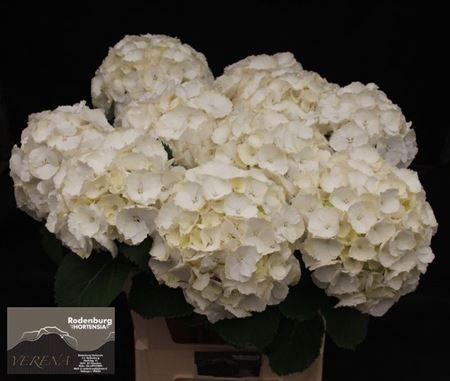 <h4>Hydr M Ch Whi Verena 80cm</h4>