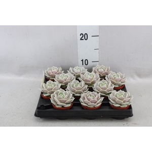 Echeveria   ...