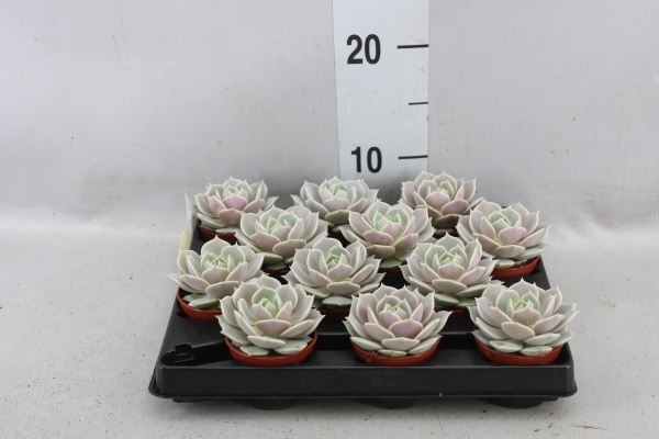 <h4>Echeveria   ...</h4>