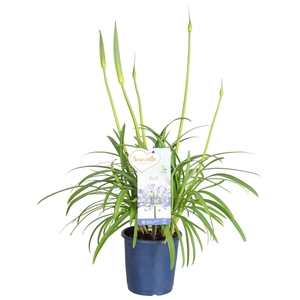 Agapanthus Fabulous Blue, 3+ tak