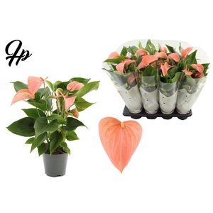 Anthurium 14 cm Festivo Lux in Couture sleeve