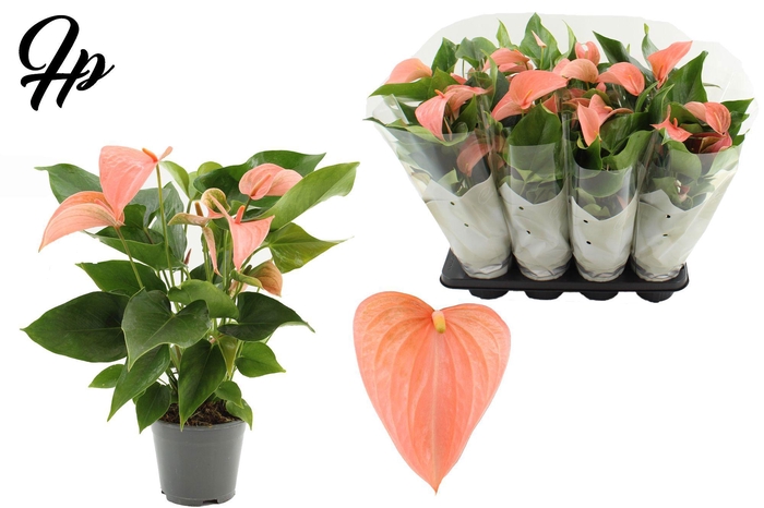 <h4>Anthurium 14 cm Festivo Lux in Couture sleeve</h4>