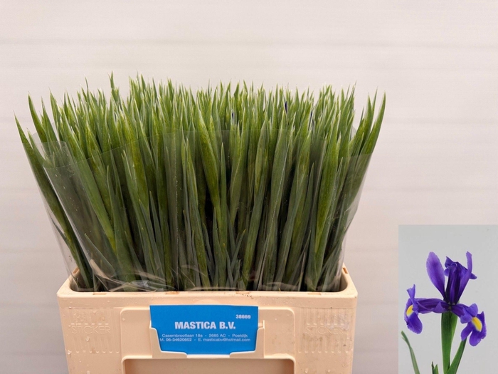 <h4>IRIS BLUE MAGIC</h4>