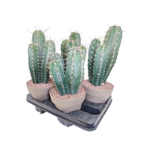 LEMAIREOCEREUS STELLATUS - POT Ø 16 ( CACTUS)