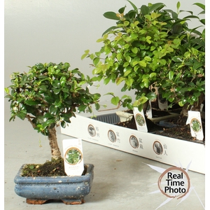 BONSAI GEM