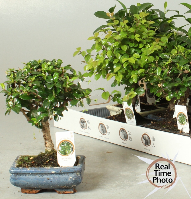 <h4>BONSAI GEM</h4>