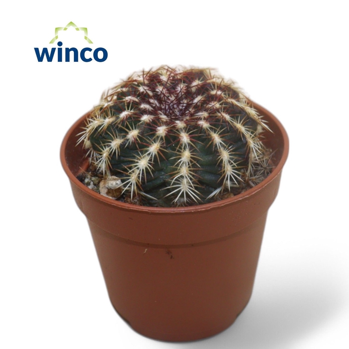 <h4>Echinocereus Viridiflorus</h4>