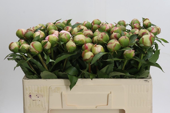 <h4>Paeonia Noemi Demay</h4>