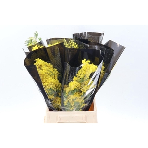 Acacia Baileya Bl Bs